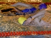 Swimmers at aquathlon image 50